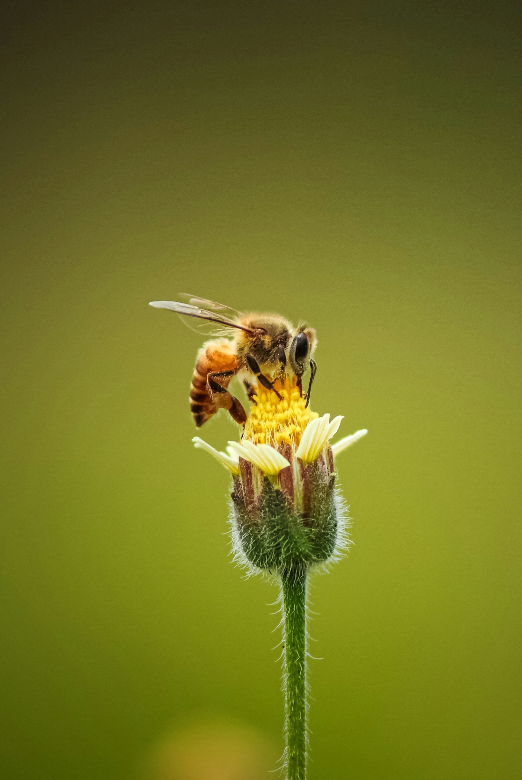 Organic honeybee pollinating a flower