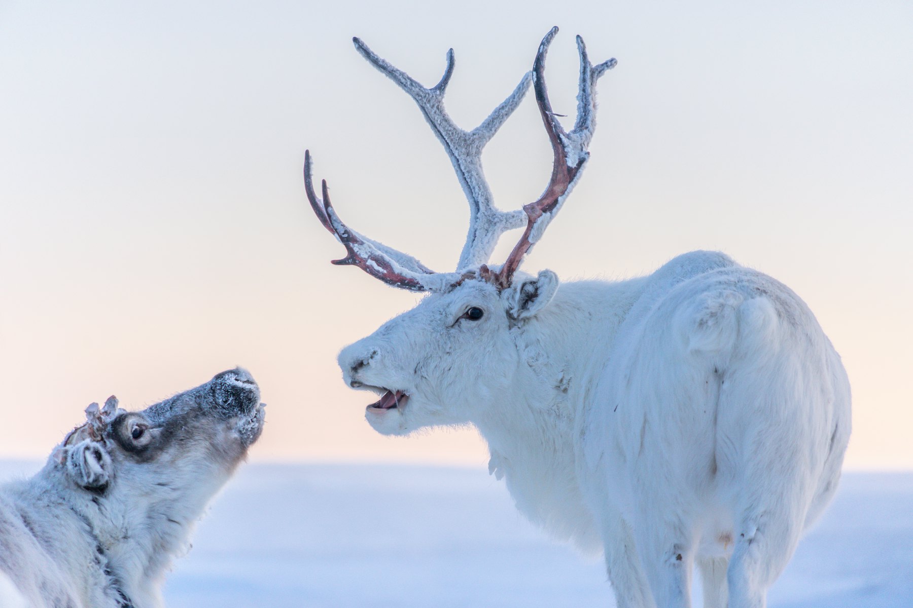 Wild reindeer in arctic Nordic snow